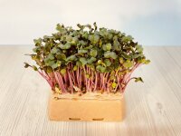 5 Stück Microgreens Radieschen Anzuchtset