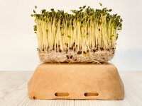 5 Stück Microgreens Brokkoli Anzuchtset