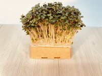 5 Stück Microgreens Senf Anzuchtset