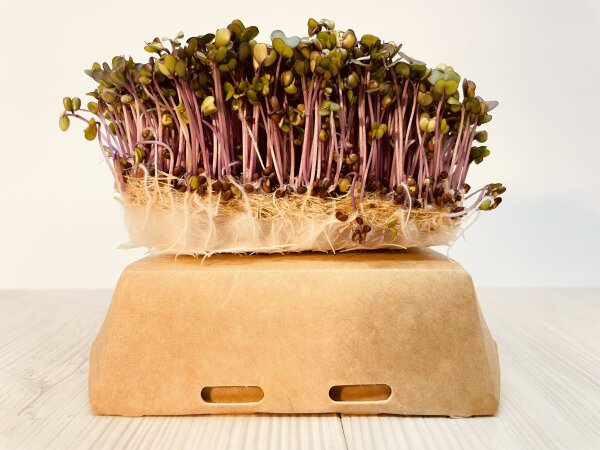 5 Stück Microgreens Kohlrabi Anzuchtset