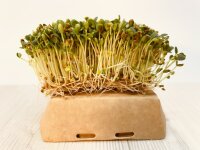 5 Stück Microgreens Rosenklee Anzuchtset