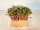 Microgreen Starter Anzuchtset 4+1